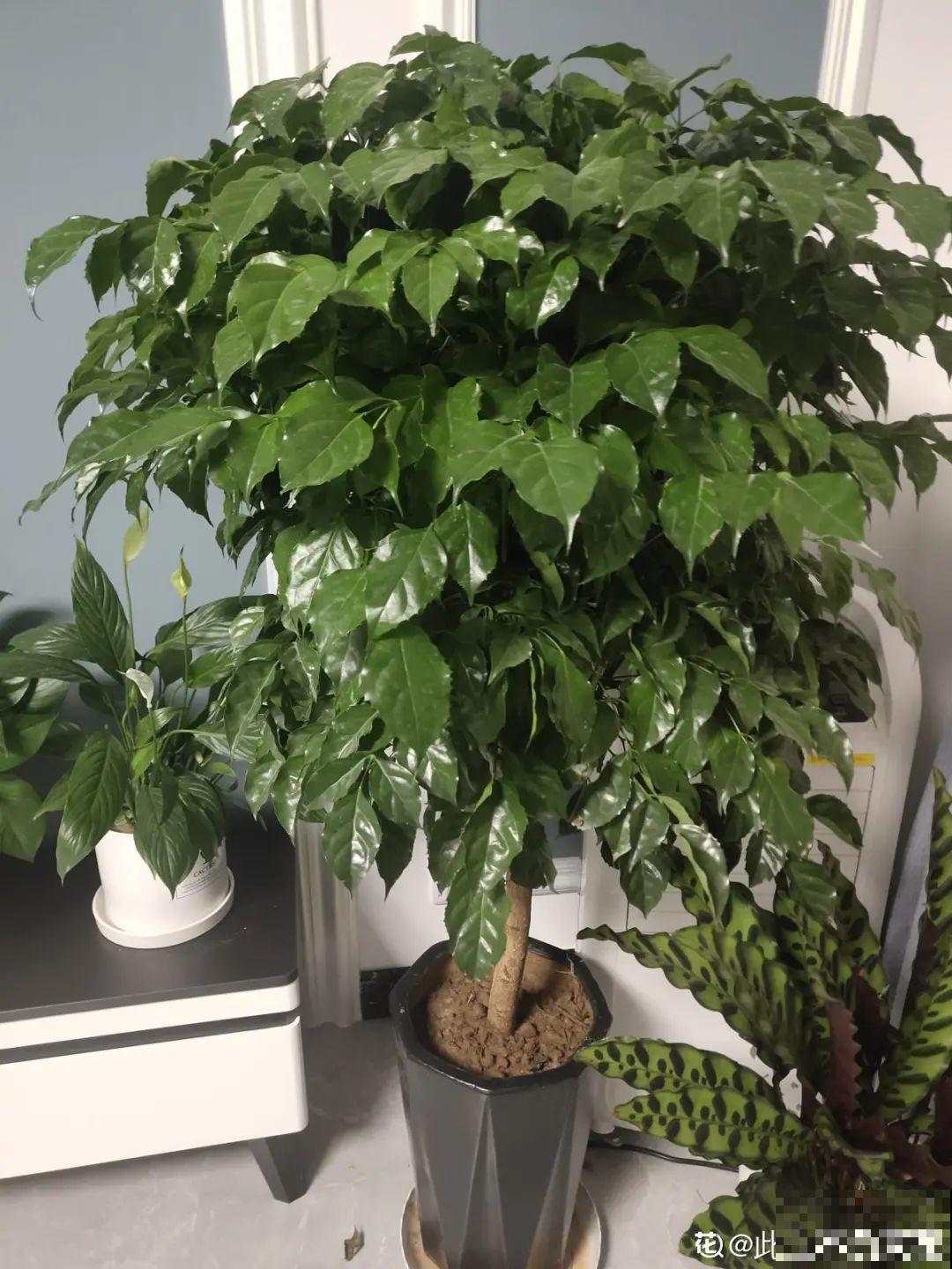 20种花秋天浇水避坑指南,现在就注意,来年长更好! 20种花秋天浇水避坑指南,现在就注意,来年长更好!