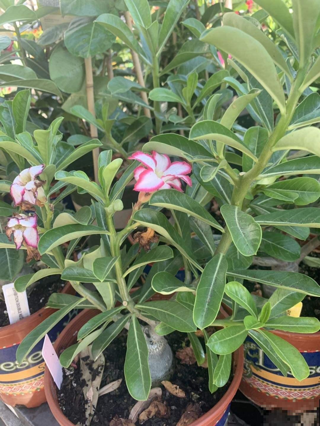 超耐旱的沙漠玫瑰,肚大花美,你值得拥有哦! 超耐旱的沙漠玫瑰,肚大花美,你值得拥有哦!