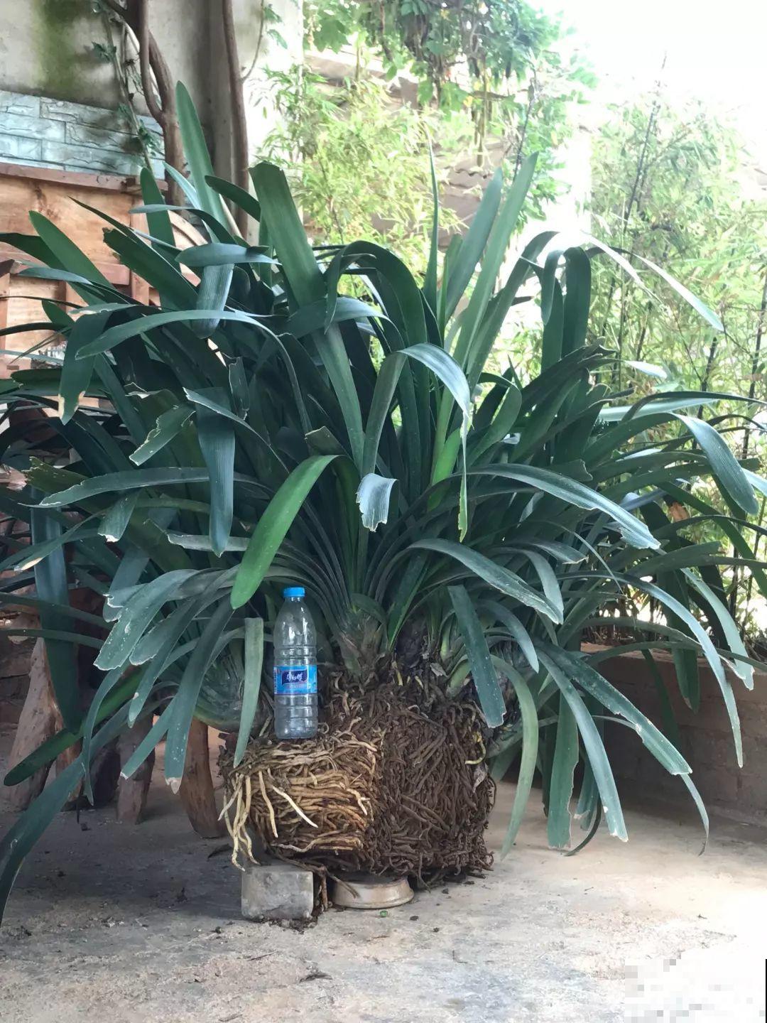 沙漠玫瑰太能长，足足100斤，1个人差点搬不动！