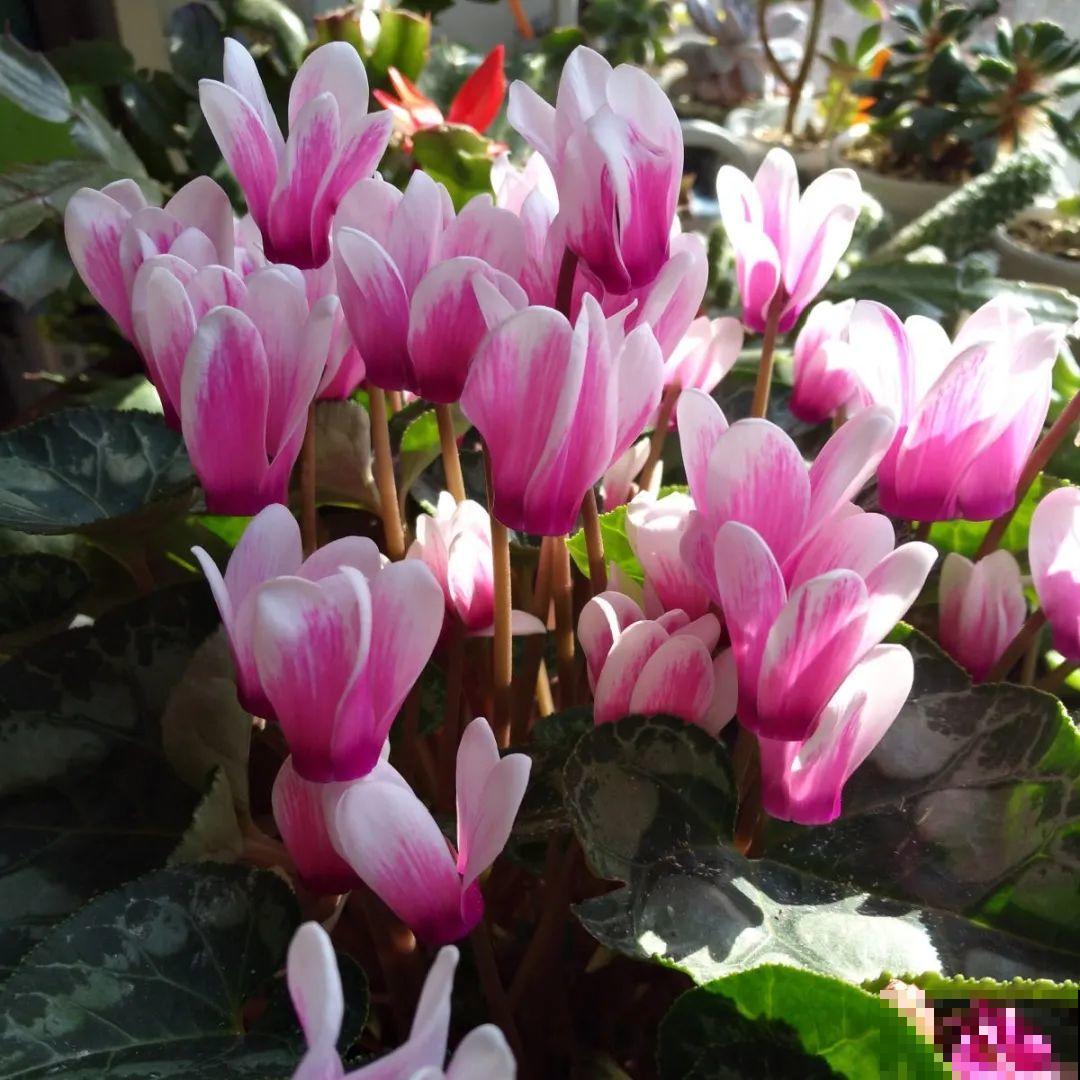 看图猜花名，100道题，测你的养花天分！