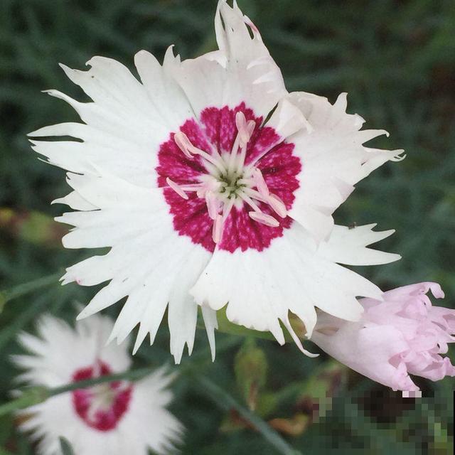 石竹好看还好养,连续开花5个月,秋天错过太可惜 石竹好看还好养,连续开花5个月,秋天错过太可惜