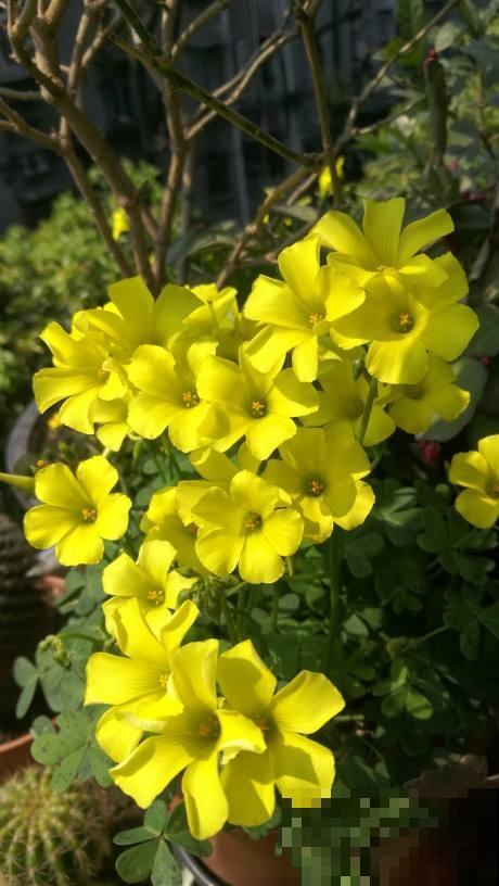 一把小球种盆里,呼呼爆开花,原来是酢浆草 一把小球种盆里,呼呼爆开花,原来是酢浆草