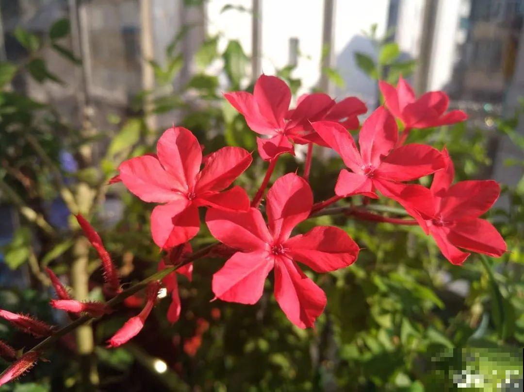 看图猜花名，100道题，测你的养花天分！