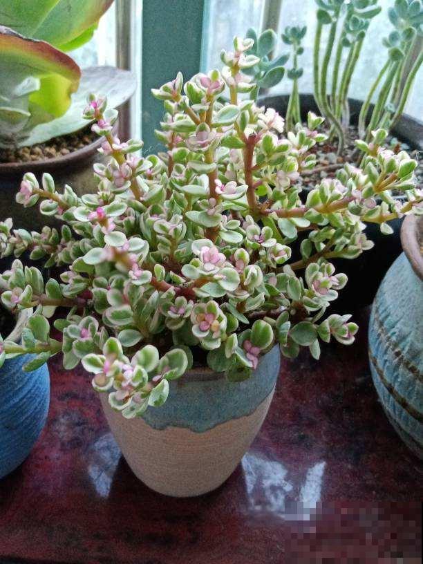 9月份逛花市，10块钱就能入手的花，赶紧养起来吧