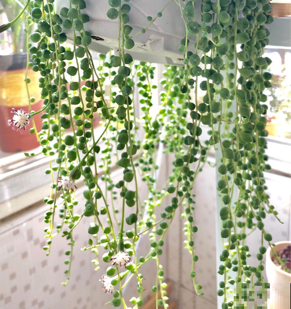 5种多肉，吊起来养，长成一面瀑布太霸气！