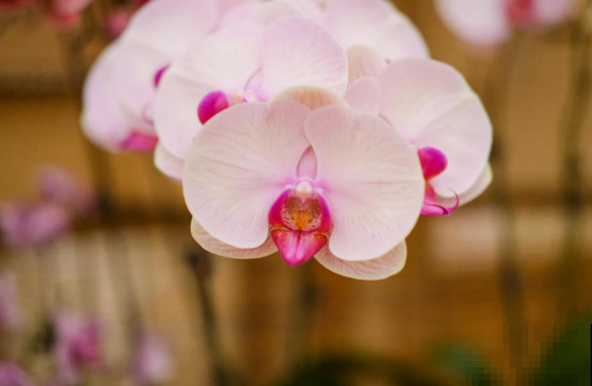 秋天养盆蝴蝶兰，种出年宵花，省钱到家了！