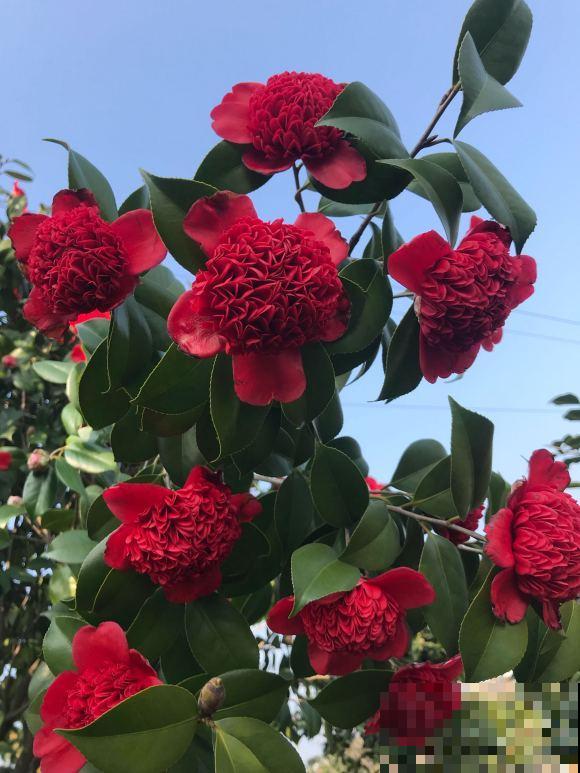 40年的大茶花，开花像荔枝果盘，红红火火真吉祥！