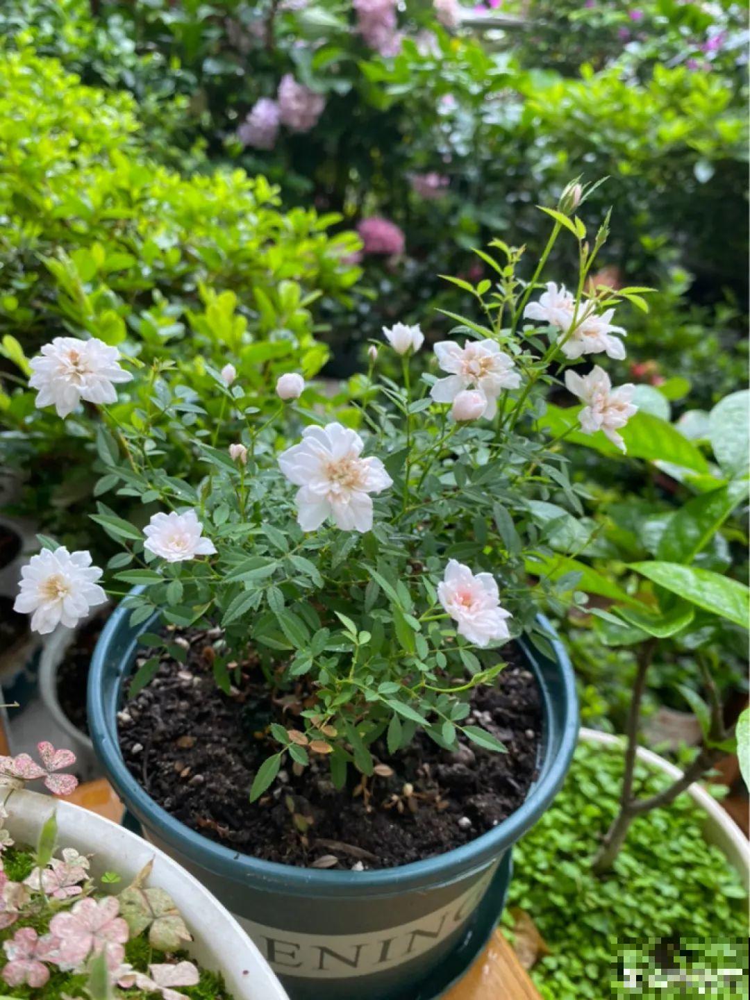 养花最重要的就是选花盆，花盆选错了，花都长不好