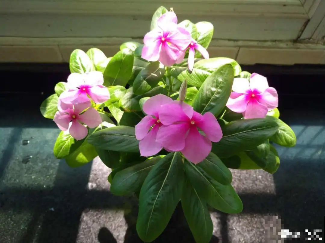 8种花,养小不养老,越老开花越少! 8种花,养小不养老,越老开花越少!