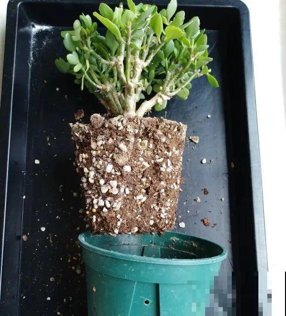 秋老虎来了，9种花进入“死期”，切莫大意！