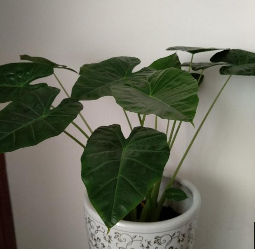 滴水观音不敢养?别怕,芋头扔土里种起来,比滴水观音还美! 滴水观音不敢养?别怕,芋头扔土里种起来,比滴水观音还美!