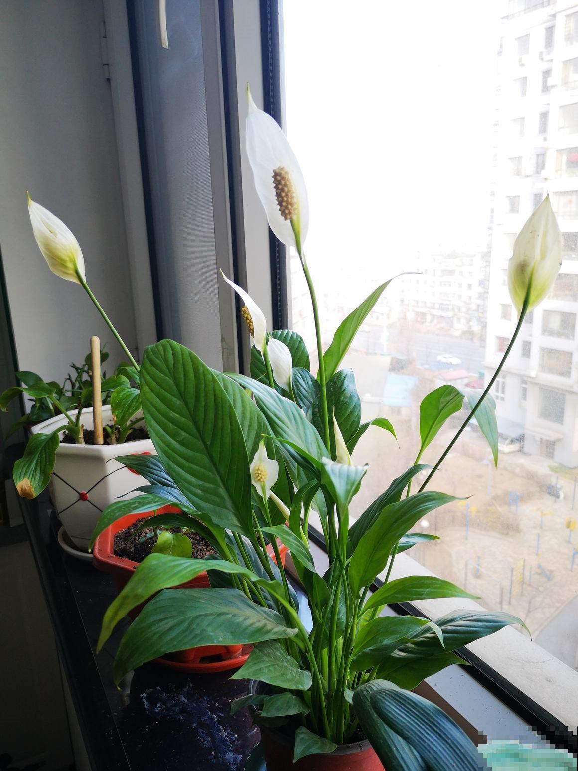 家里只有背阴阳台,又想养开花植物,种这5种植物就对了! 家里只有背阴阳台,又想养开花植物,种这5种植物就对了!