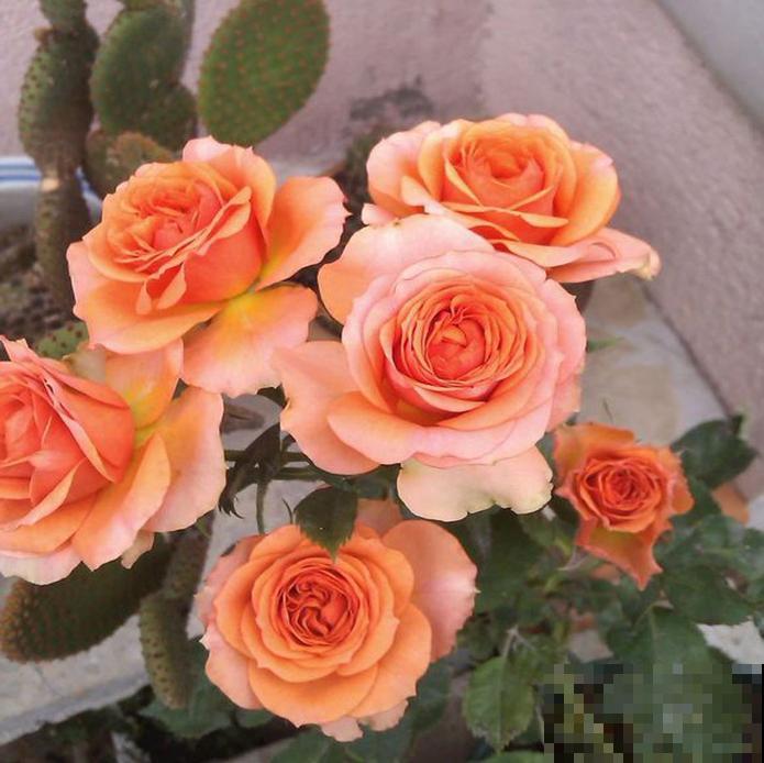 永远系列月季,个个都是经典品种,养一次就上瘾! 永远系列月季,个个都是经典品种,养一次就上瘾!