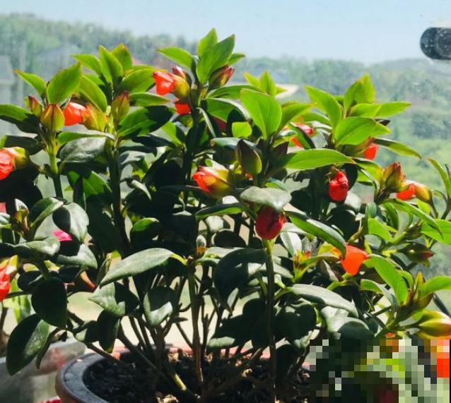 特俊的金鱼吊兰，金灿灿的，花朵一开就是一年！