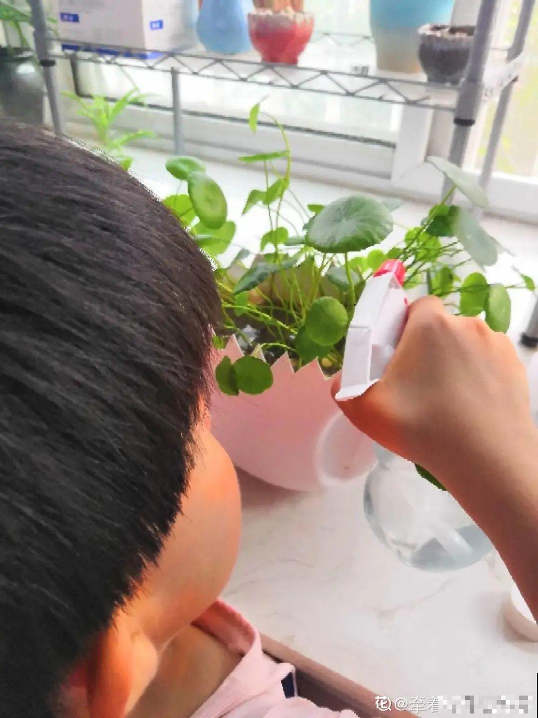 秋天虫子泛滥，不注意预防，家里的花都遭殃！