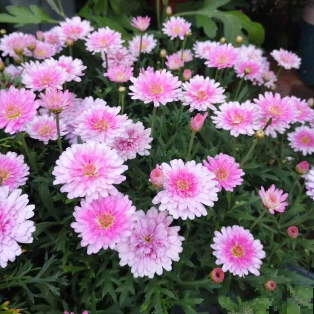 看图猜花名，100道题，测你的养花天分！