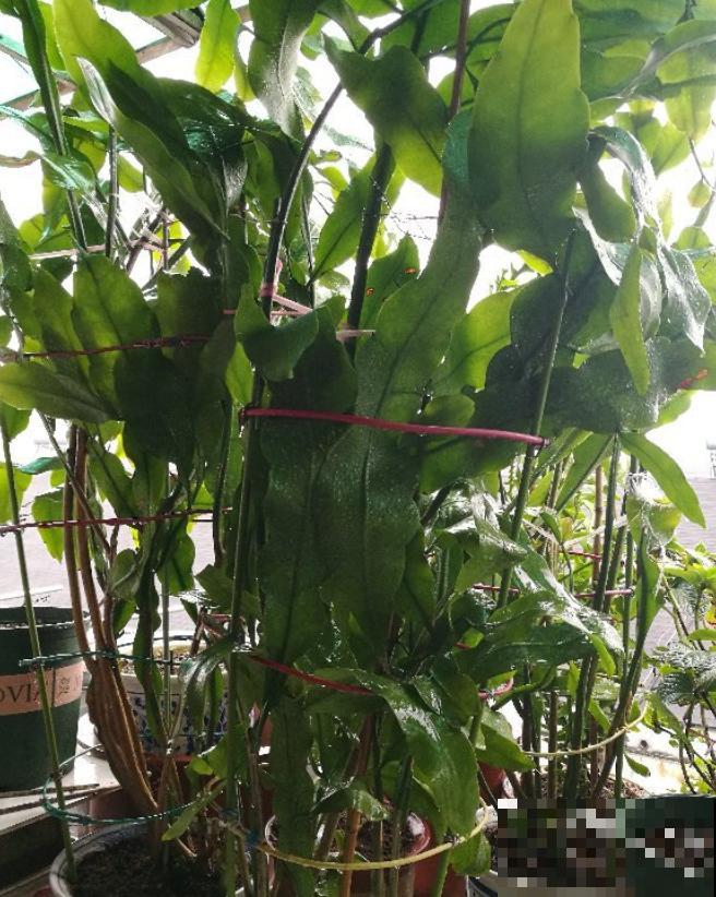 昙花也能白天开？关小黑屋就行，特别简单！