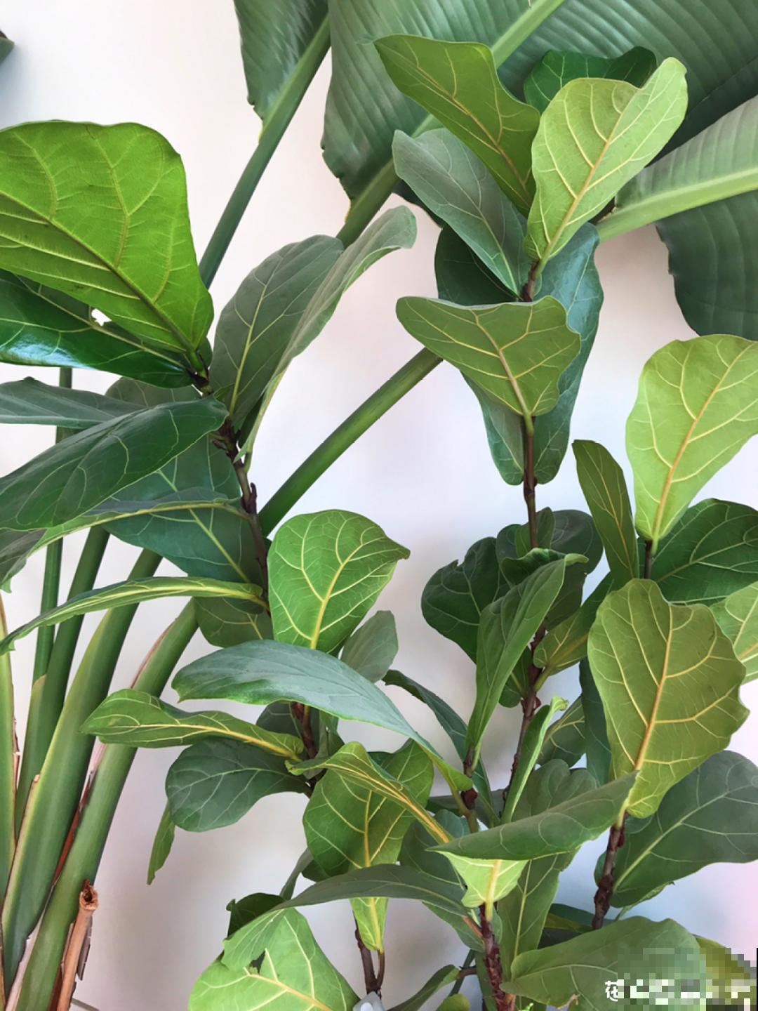 幸福树长太高，拦腰砍1刀，效果竟然这么好！