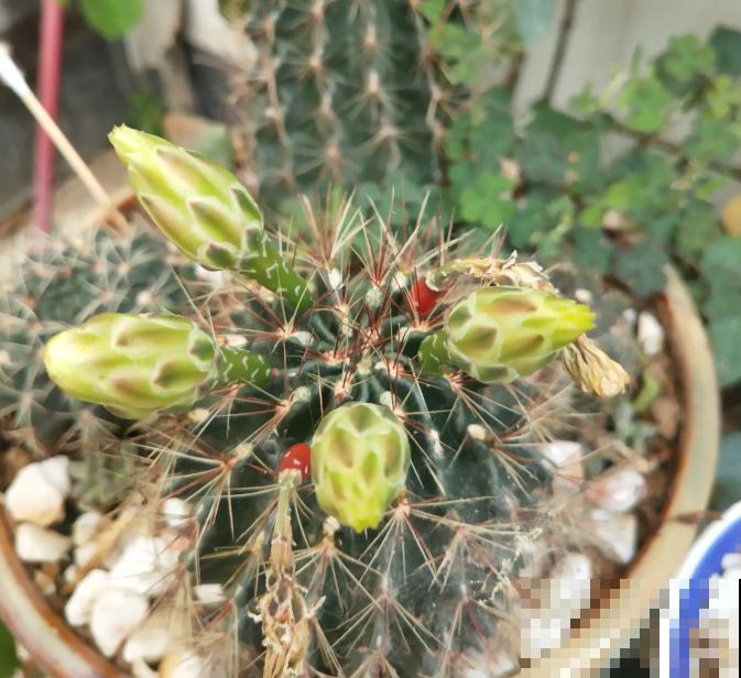 开花的仙人球,刷一下、结籽千千万,撒土里冒一盆苗! 开花的仙人球,刷一下、结籽千千万,撒土里冒一盆苗!