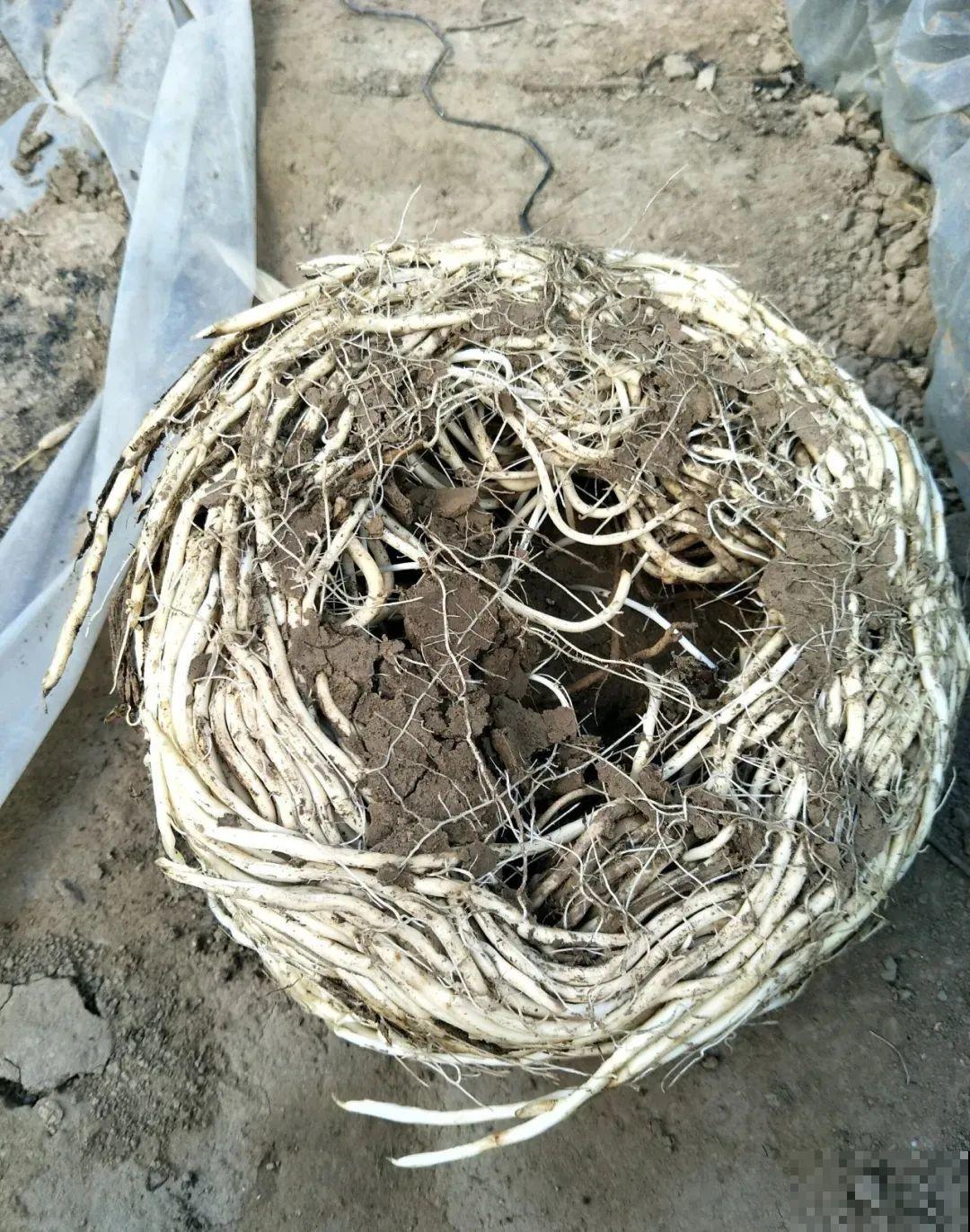 这花太好养,-40℃冻不死,1年能长6米! 这花太好养,-40℃冻不死,1年能长6米!