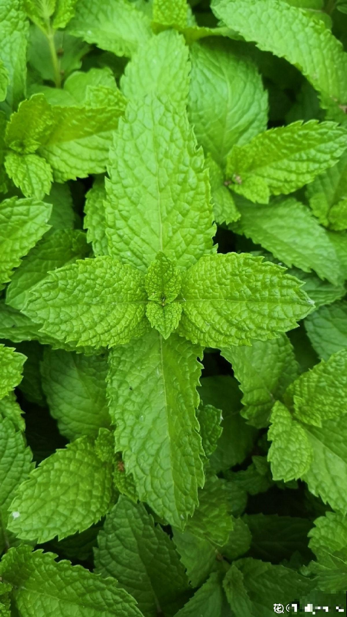 夏天养香草,摘下叶子能泡茶,还能清热解毒! 夏天养香草,摘下叶子能泡茶,还能清热解毒!