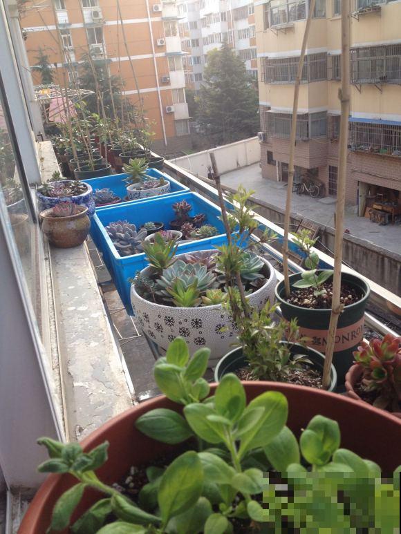 养花也要有度,阳台别摆太多花,小心压塌了! 养花也要有度,阳台别摆太多花,小心压塌了!