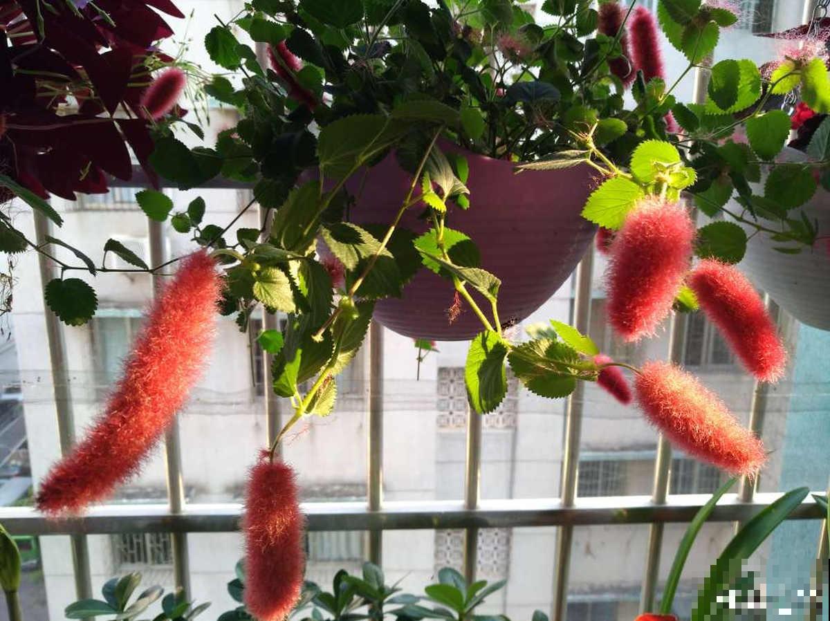 养了一盆尾巴花,开花红彤彤,摆在家里真喜庆 养了一盆尾巴花,开花红彤彤,摆在家里真喜庆