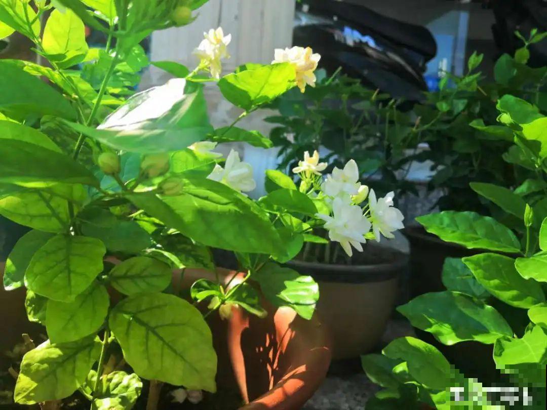 8种花,养小不养老,越老开花越少! 8种花,养小不养老,越老开花越少!