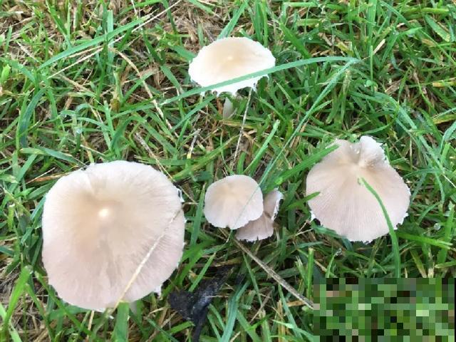 20种毒蘑菇，遇到千万别碰，贪吃必送医院！