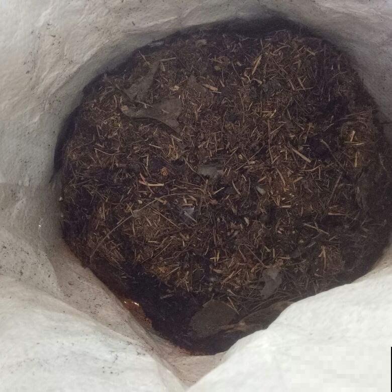 塑料袋可是养花好东西，拿来套花盆，花长得更加油亮