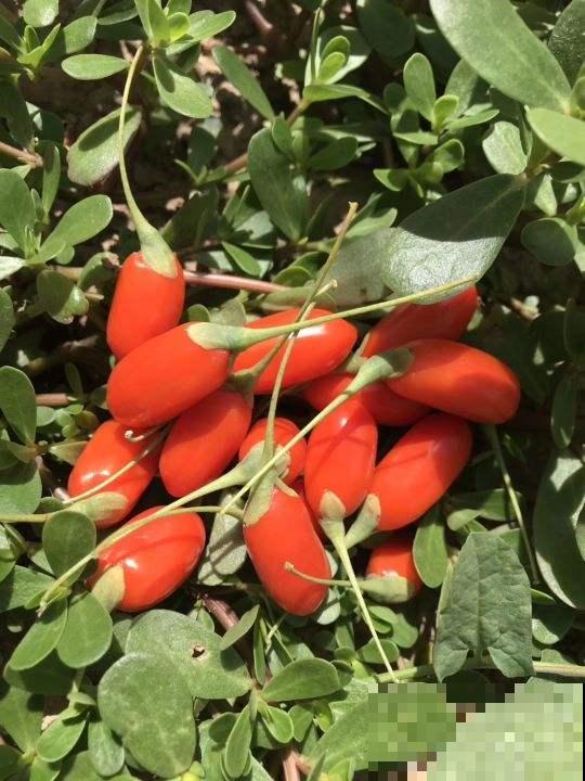 家里养盆果子树,结满“小灯笼”,好吃还养生 家里养盆果子树,结满“小灯笼”,好吃还养生