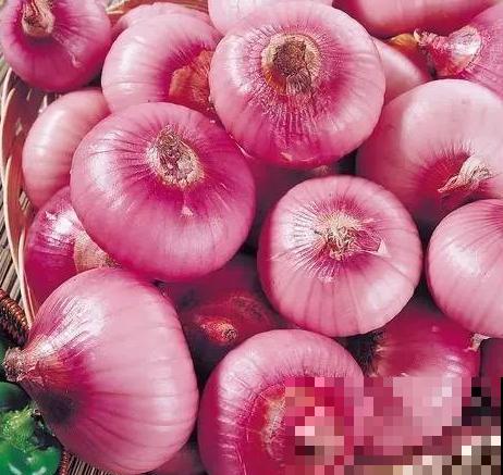 洋葱屁股不要扔，埋在土里浇点水，长成新洋葱！