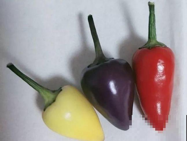 一盆五彩椒，结果好几斤，再也不用买辣椒！