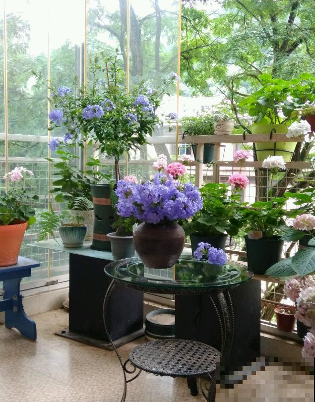 她家的花一开，就赶紧画成水彩画，比真花还美！