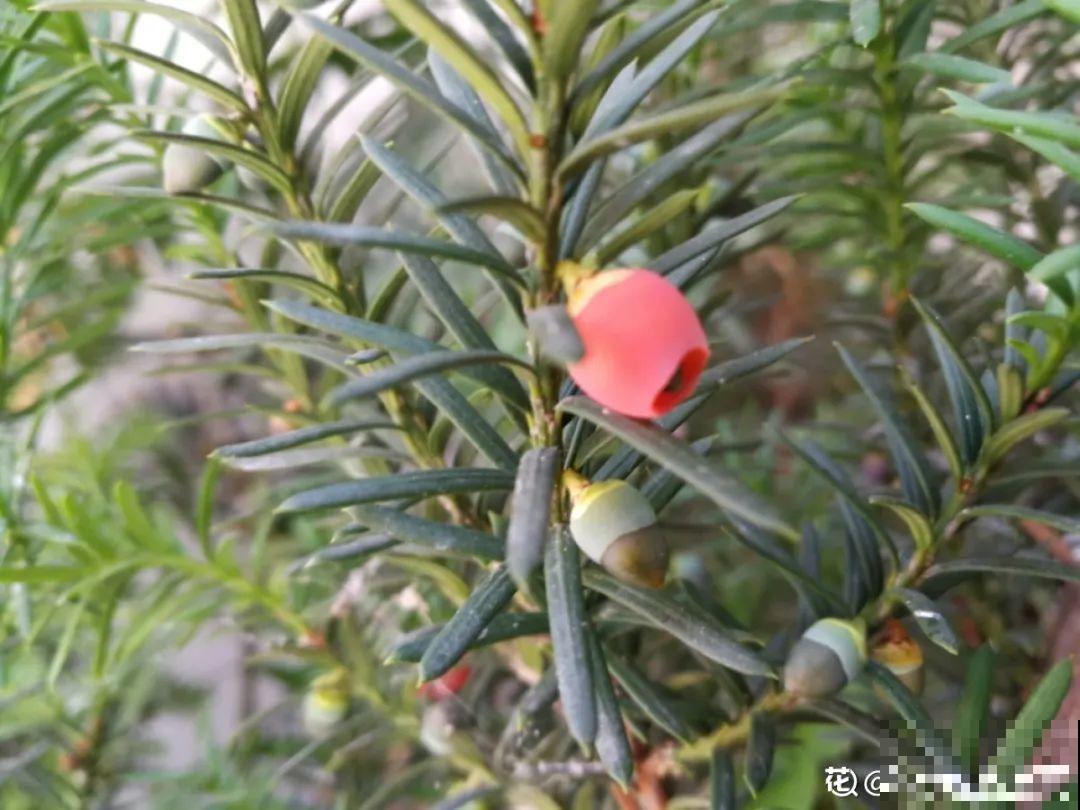 24种植物“净化器”,每个房间养一盆,太值了! 24种植物“净化器”,每个房间养一盆,太值了!