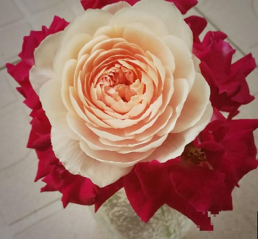 养瑞典女王要淡定,剪上几刀,花朵蹭蹭开! 养瑞典女王要淡定,剪上几刀,花朵蹭蹭开!