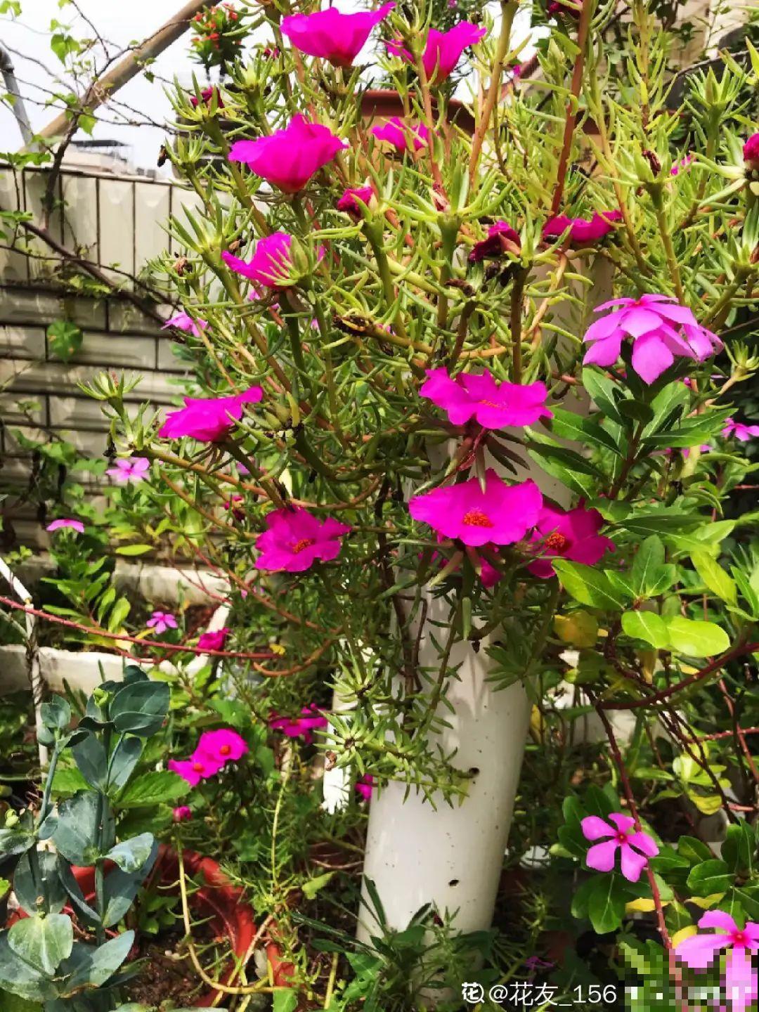 8根筷子绑一起,2个月变老桩,让你爱不释手! 8根筷子绑一起,2个月变老桩,让你爱不释手!