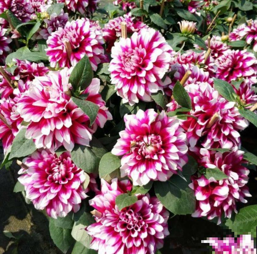 现在给大丽花剪一剪，到秋天，花朵开得比碗大！