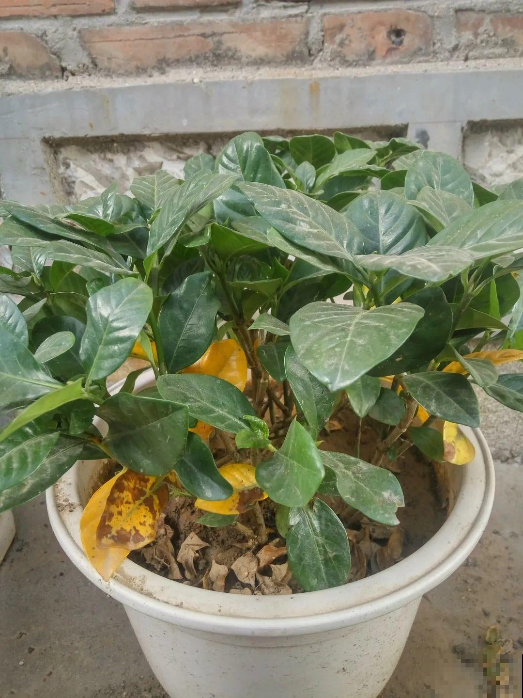 秋凉容易生虫子，月季招来害虫，必须赶紧换盆