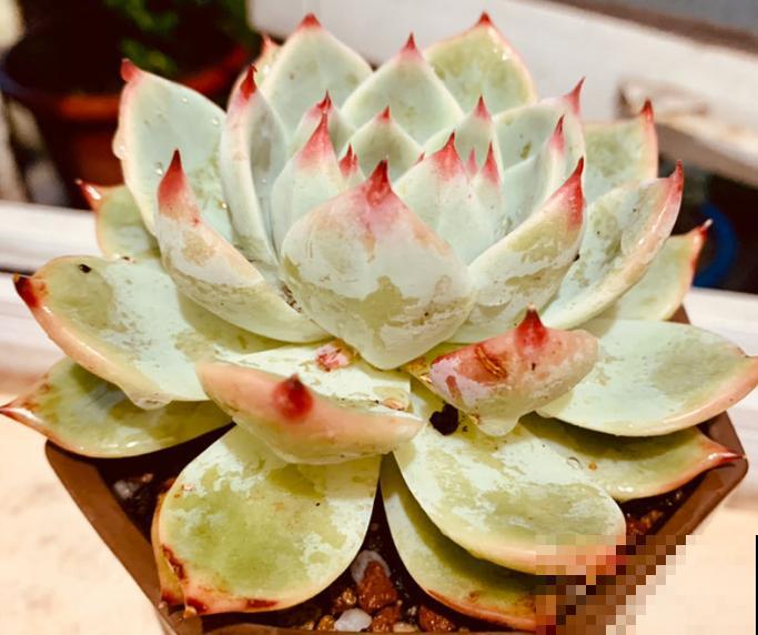 封闭小阳台，适合养这8种多肉，上色快、爆盆容易！