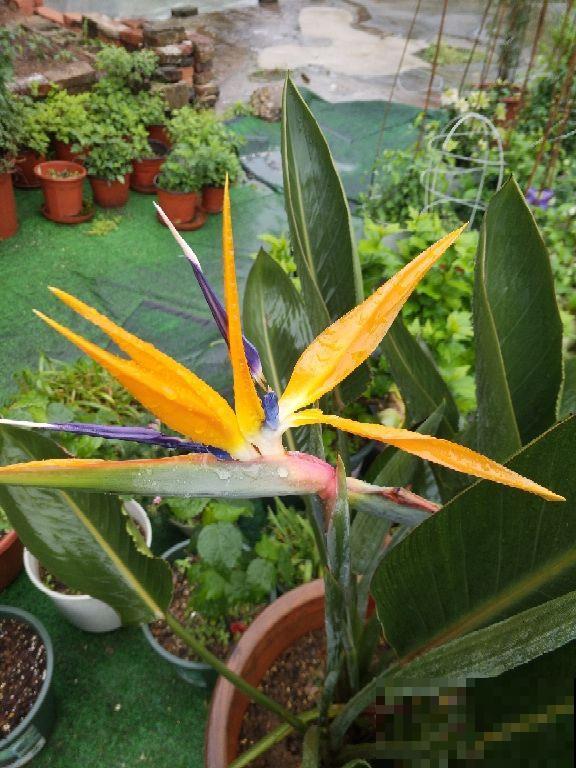 5种气质花超好养,家里养一盆,气质瞬间提好几度 5种气质花超好养,家里养一盆,气质瞬间提好几度