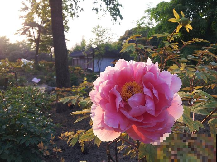 家花与野花的区别，一个娇贵、一个强悍，你更喜欢哪一种？