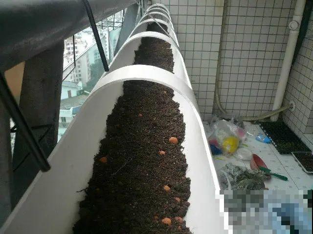 把菜种自家墙上,多得吃不完,太震撼 把菜种自家墙上,多得吃不完,太震撼