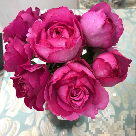 9种罕见又美妙的植物,你要认识一种,我都承认你厉害! 9种罕见又美妙的植物,你要认识一种,我都承认你厉害!