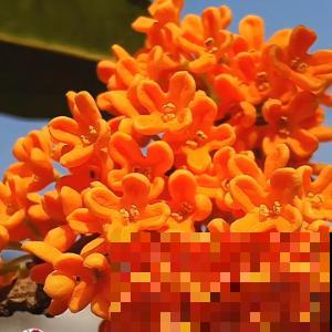 不会嫁接?学会这几步,轻轻松松拥有桂香满园! 不会嫁接?学会这几步,轻轻松松拥有桂香满园!