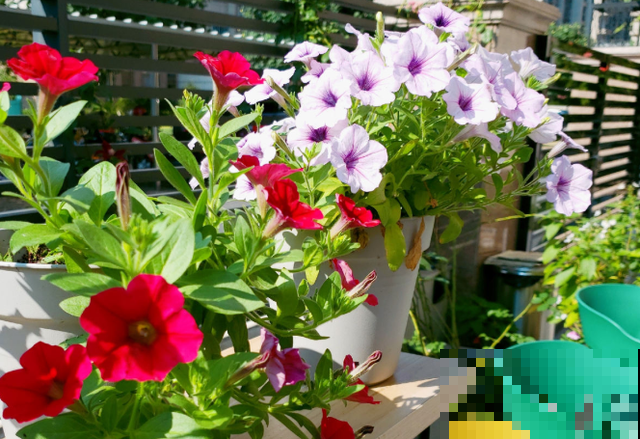 初入花坑,就选这些懒人花,种一次开好几个月! 初入花坑,就选这些懒人花,种一次开好几个月!