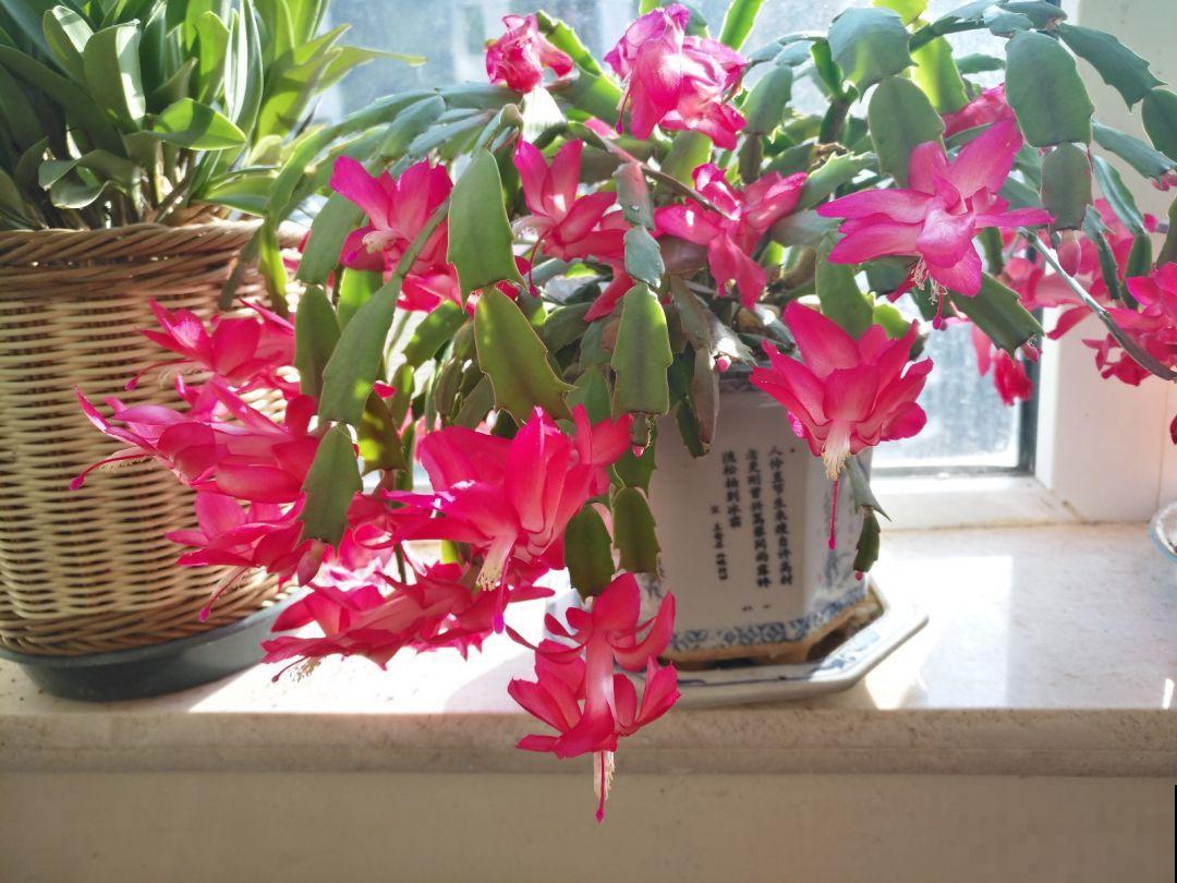 有些花名字叫兰，其实跟兰花没一毛钱关系，别搞错了！