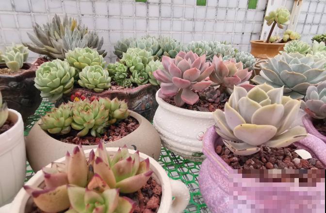 养花在精不在多,一盆精品,胜过10盆普通花! 养花在精不在多,一盆精品,胜过10盆普通花!