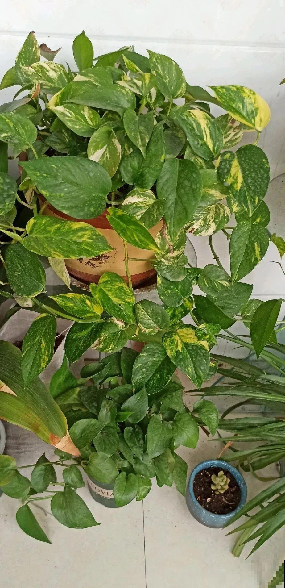 秋天养10种花，个个美得像油画，特别上档次！