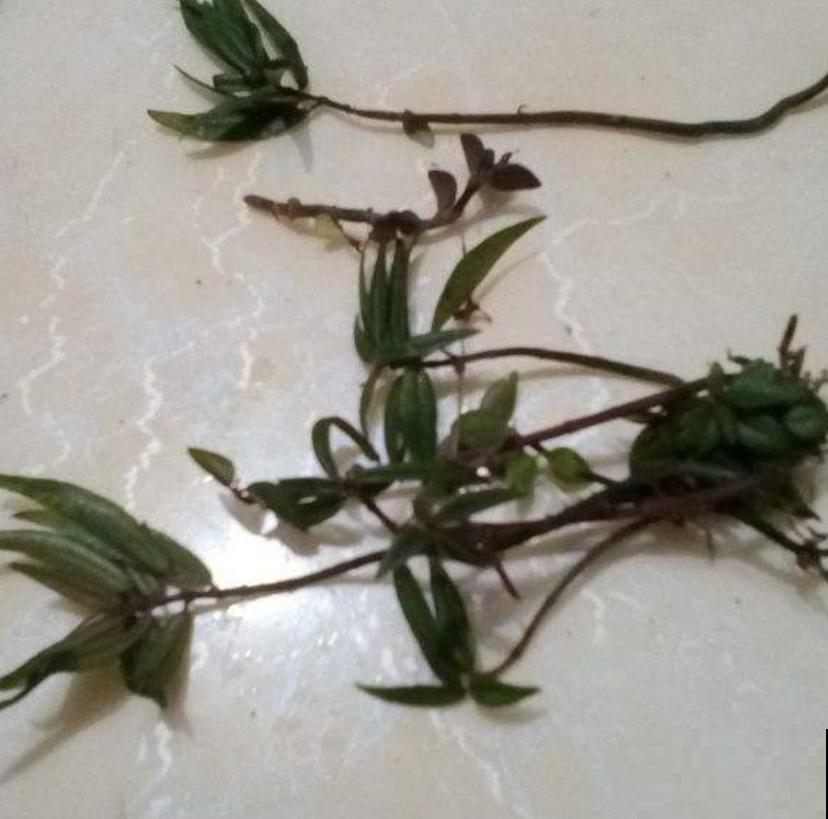 小众盆栽云南铁皮，把“黄金”种到家里，值大了！